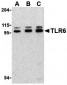 TLR6 Antibody